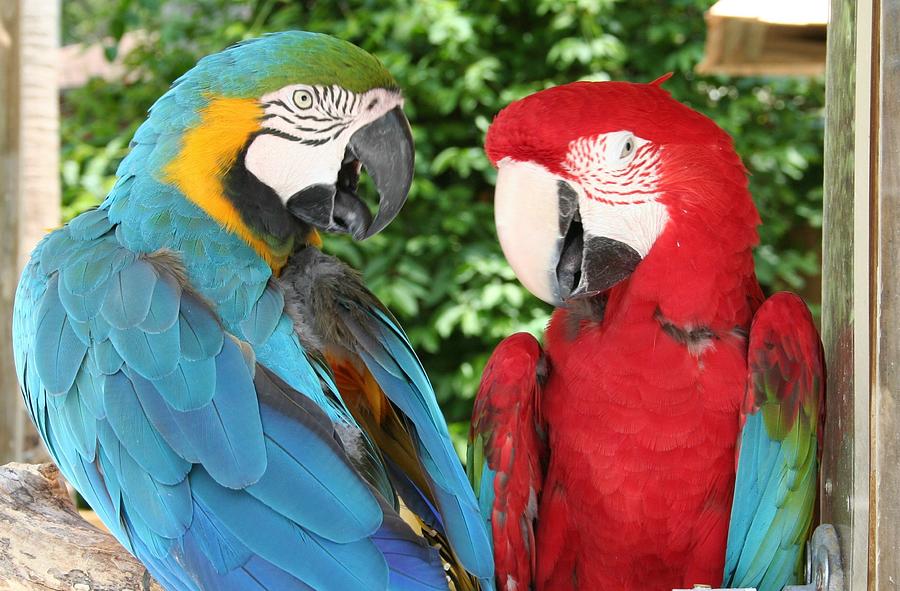 Parrots Talking Photograph by Anita Parker