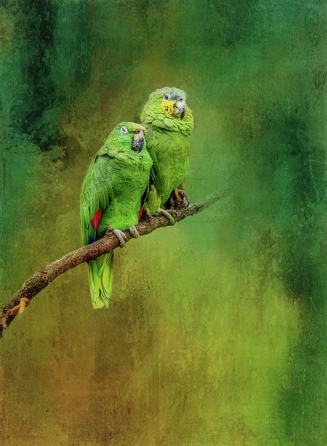 Parrots Digital Art by Terry Davis