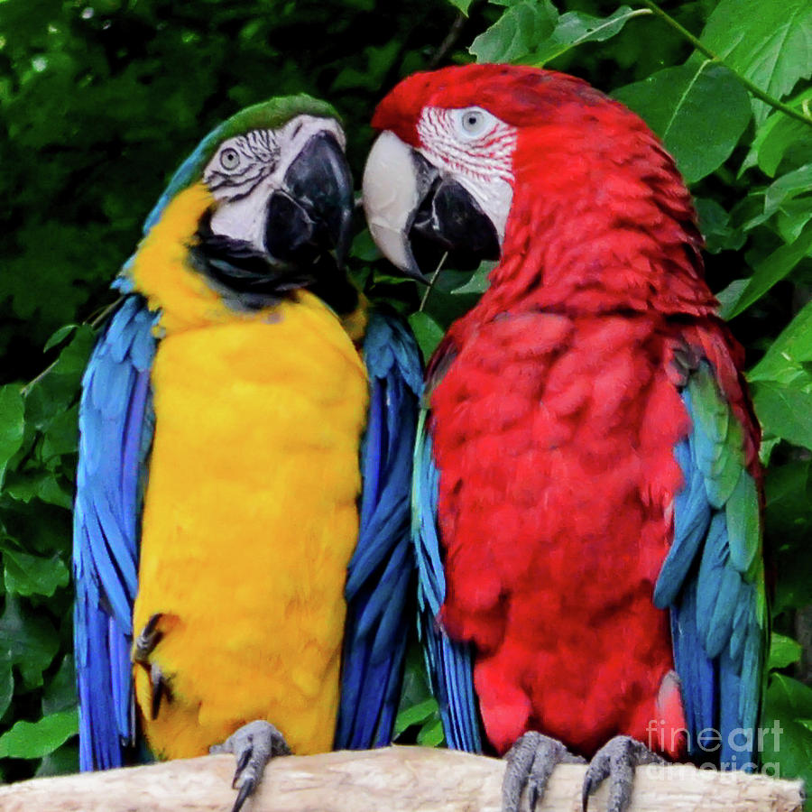 Parrrot Mates In Love Photograph