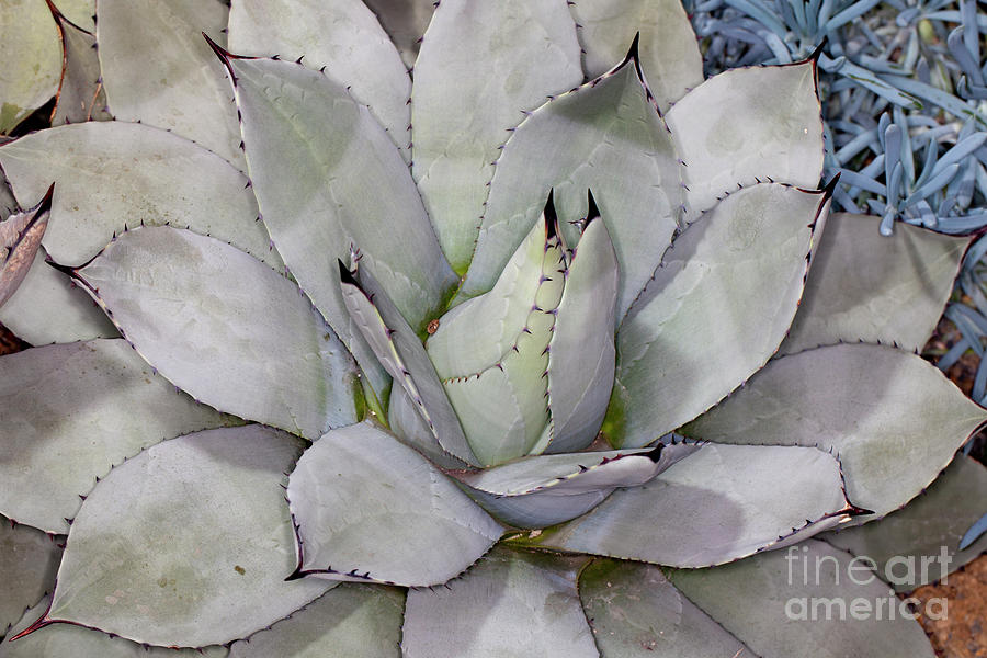 Parry Agave Photograph by Anthony Totah