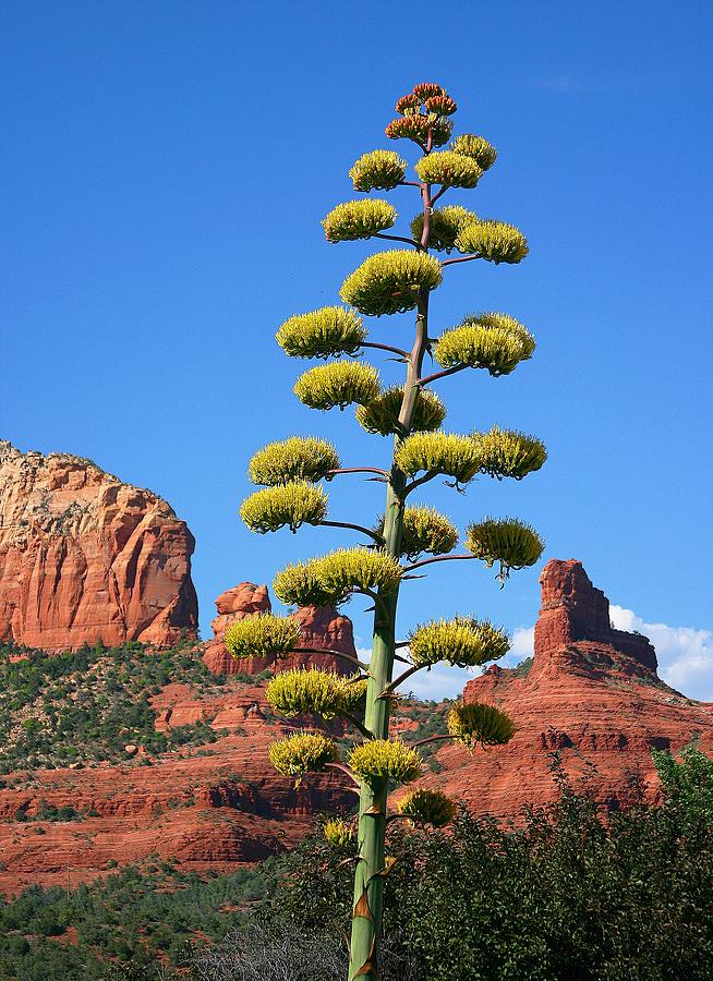 Parrys Agave Photograph by Gary Kaylor