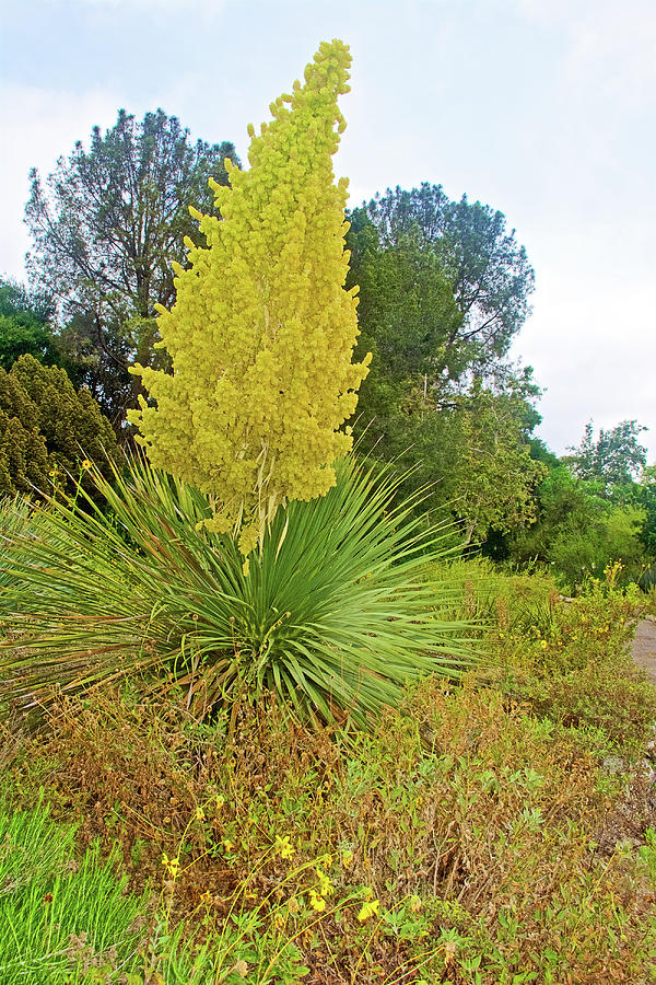 Parrys Nolina in Rancho Santa Ana Botanic Gardens, Claremont-California Photograph by Ruth Hager