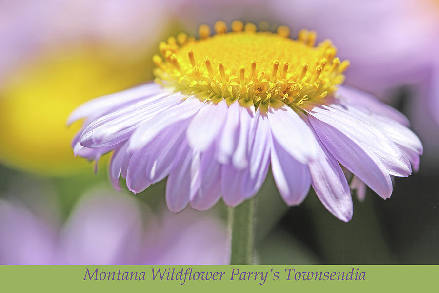 Parrys Townsendia Montana Wildflower Photograph by Jennie Marie Schell