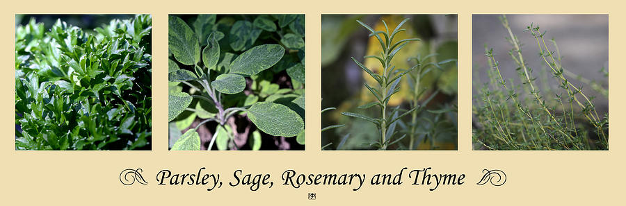 Parsley Sage Rosemary and Thyme Photograph by John Meader