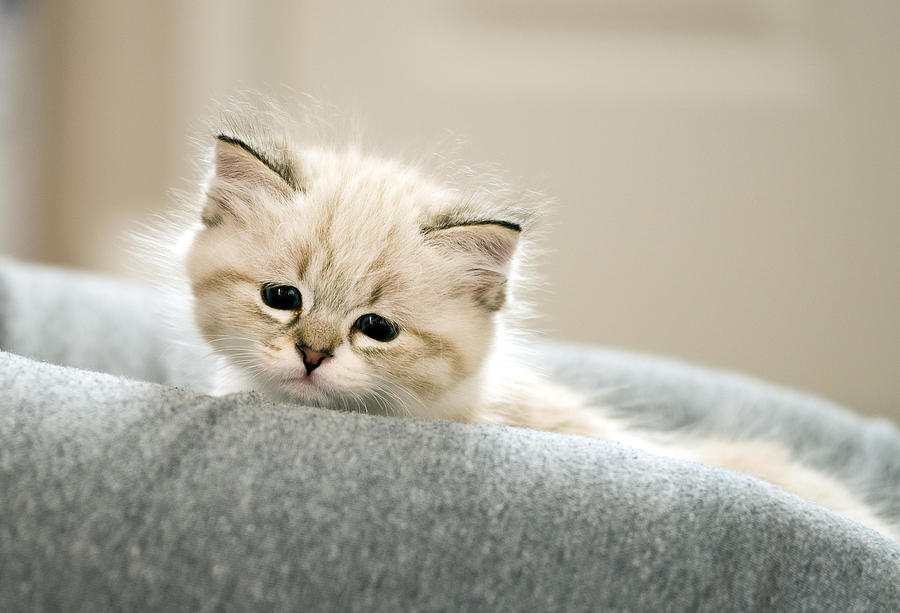 Cat Photograph - Parsnip the Kitten by Jody Gaisford