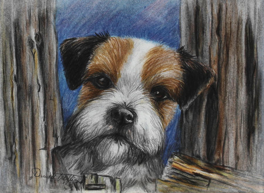 Parson Russel Terrier Drawing by Daniele Trottier
