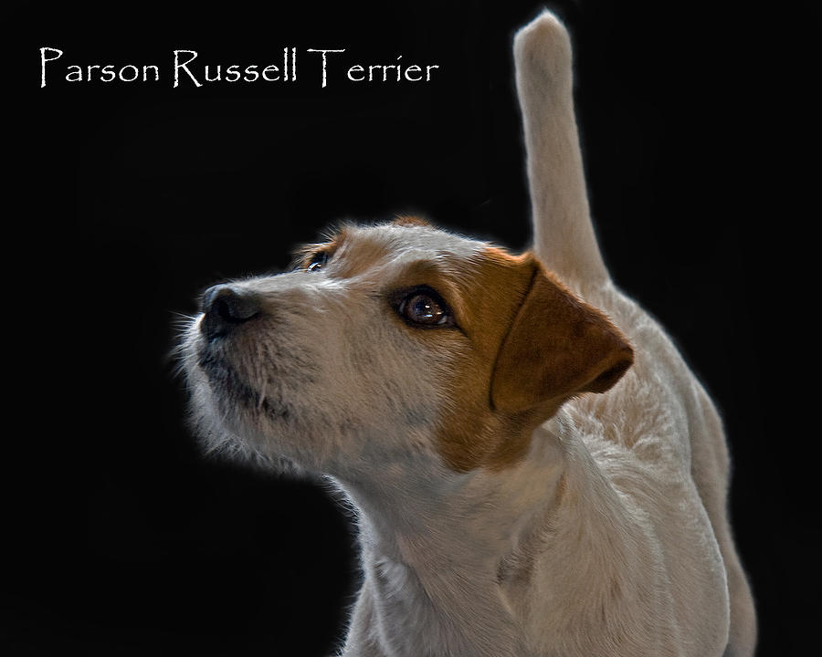 Parson Russell Terrier Photograph by Larry Linton