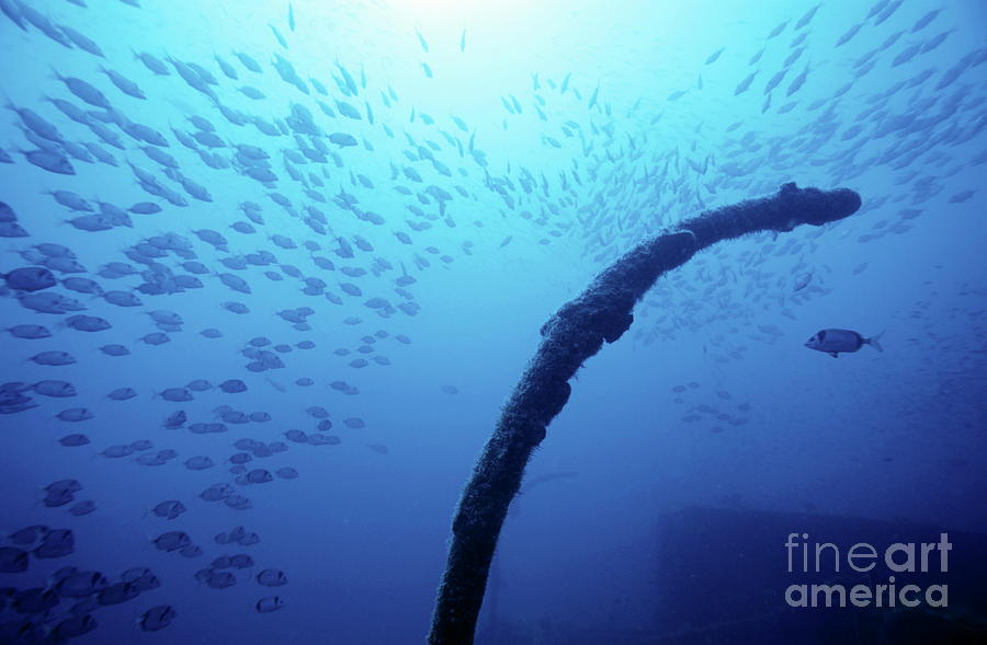 Part of a shipwrecked boat surrounded by a large school of fish Photograph by Sami Sarkis Photography Part of a shipwrecked boat surrounded by a large school of fish Photograph by Sami Sarkis Photography