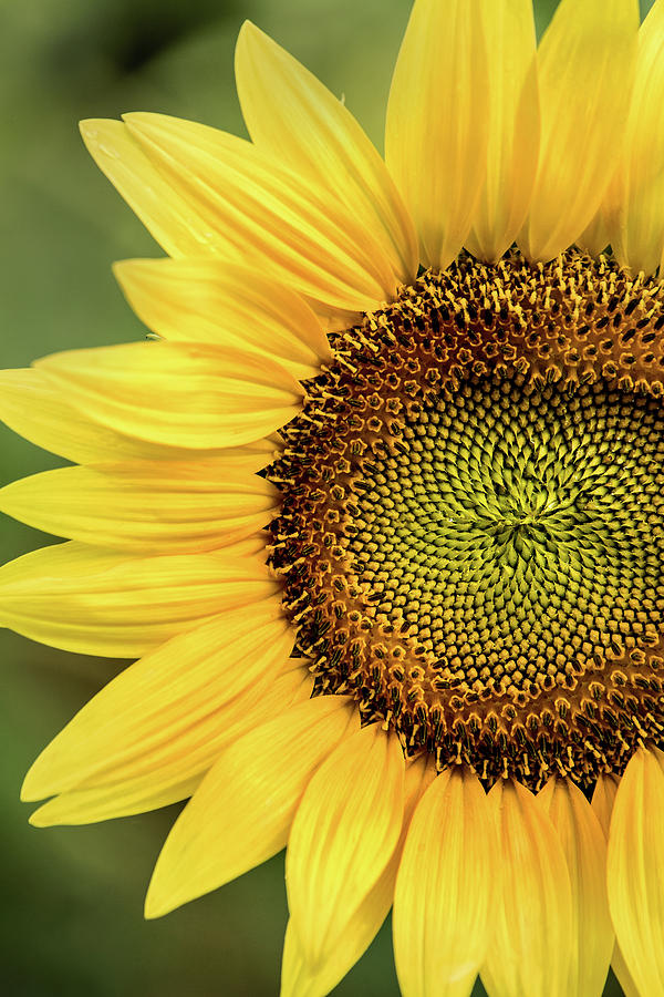 Part of a Sunflower Photograph by Don Johnson