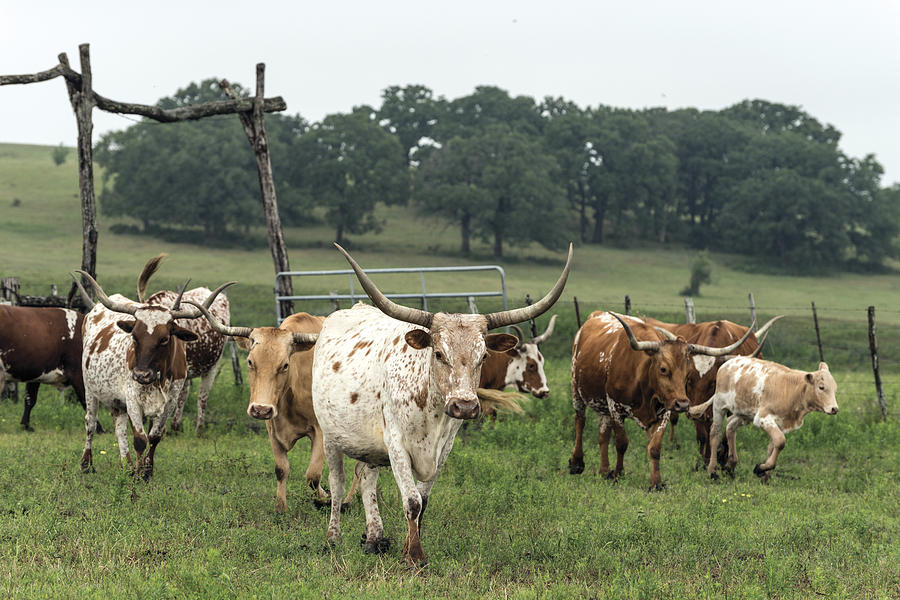 Part of the 200-head longhorn herd at the Lonesome Pine Ranch Photograph by Carol M Highsmith