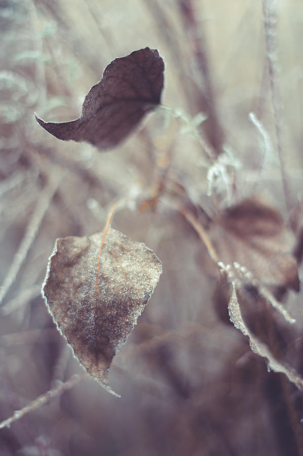Fall Photograph - Part of Translucent Reality. Vertical by Jenny Rainbow