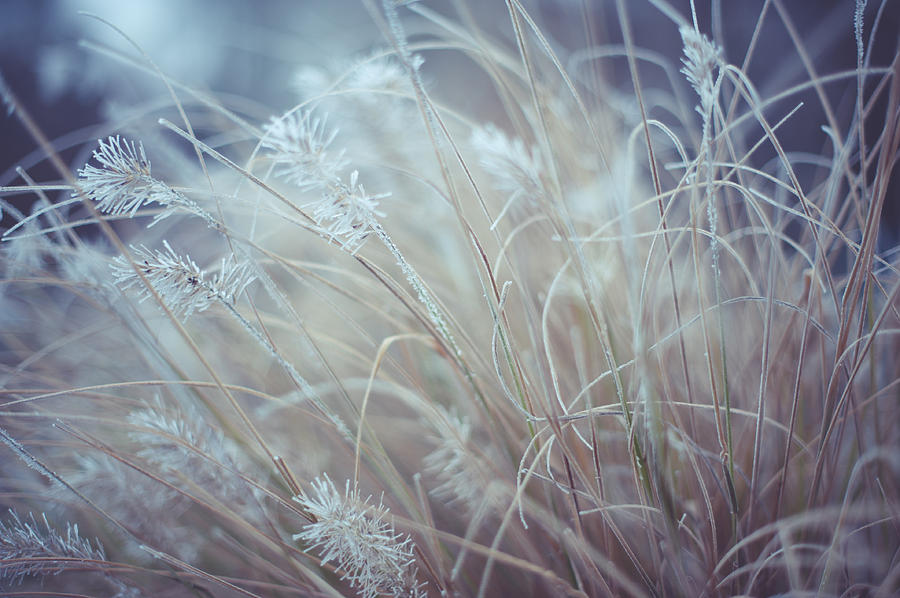 Part of Translucent Reality. White Grass Photograph by Jenny Rainbow