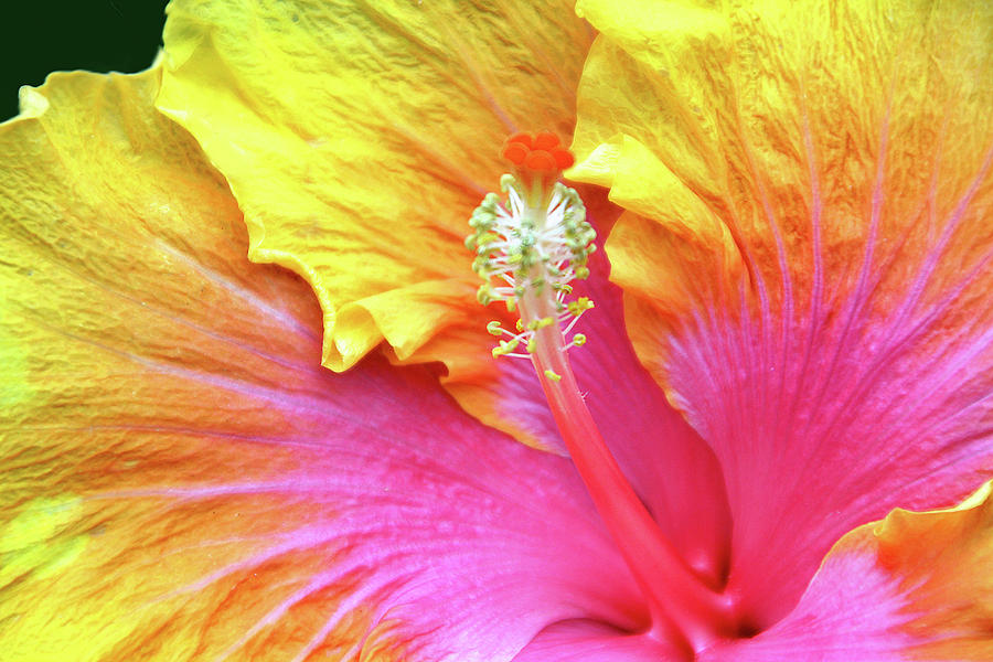 Flower Photograph - Partial Rainbow by Debra Orlean