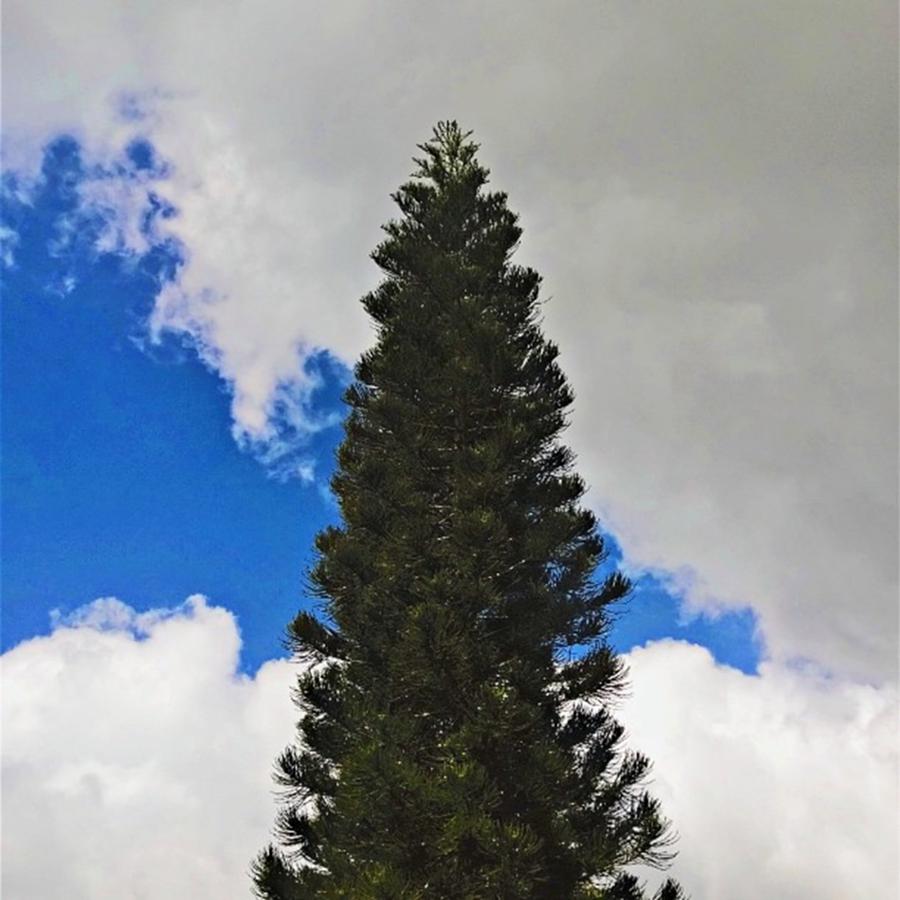 Nature Photograph - Partly Cloudy. 💨😆 #tree #cloud by Alvin Torres Alipio
