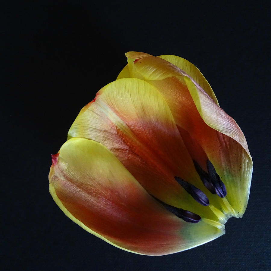 Partly Tulip Photograph by Per Lidvall