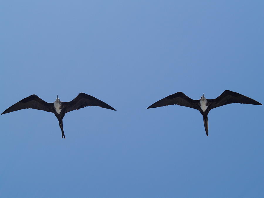 Bird Photograph - Partners In Flight by Richard Mansfield Bird Photograph - Partners In Flight by Richard Mansfield