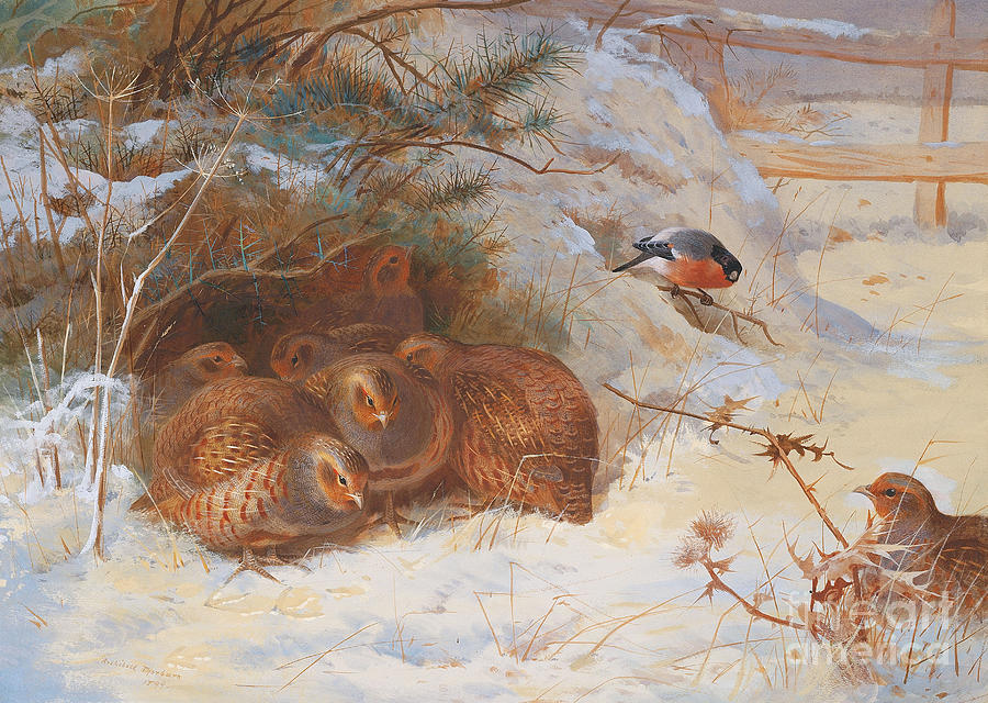 Finch Painting - Partridge and a bullfinch in the snow  by Archibald Thorburn