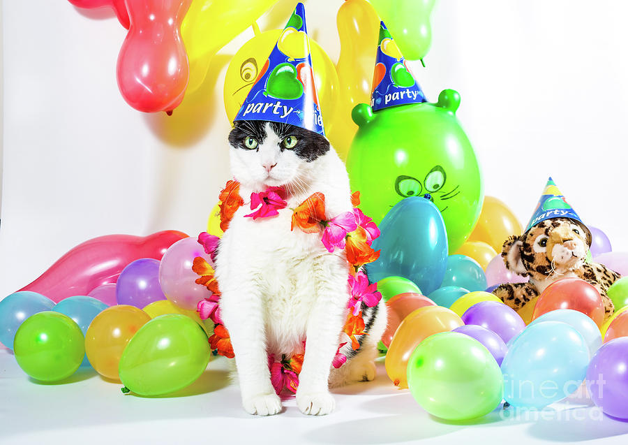 Party cat Photograph by Benny Marty - Fine Art America