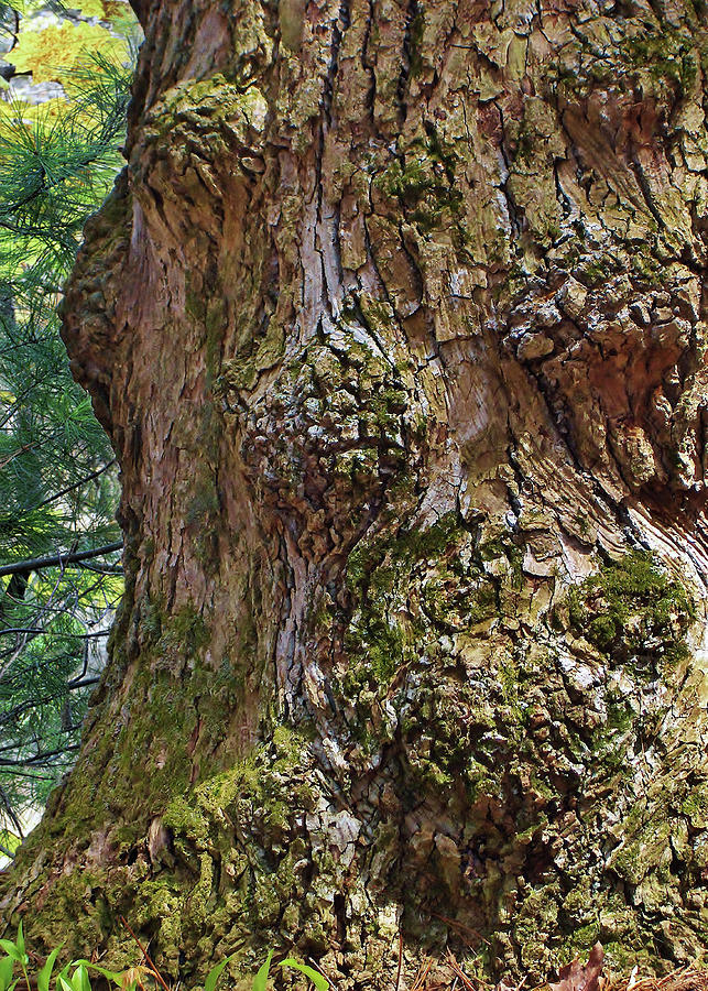 Party on the Tree Trunk Photograph by Kathi Mirto