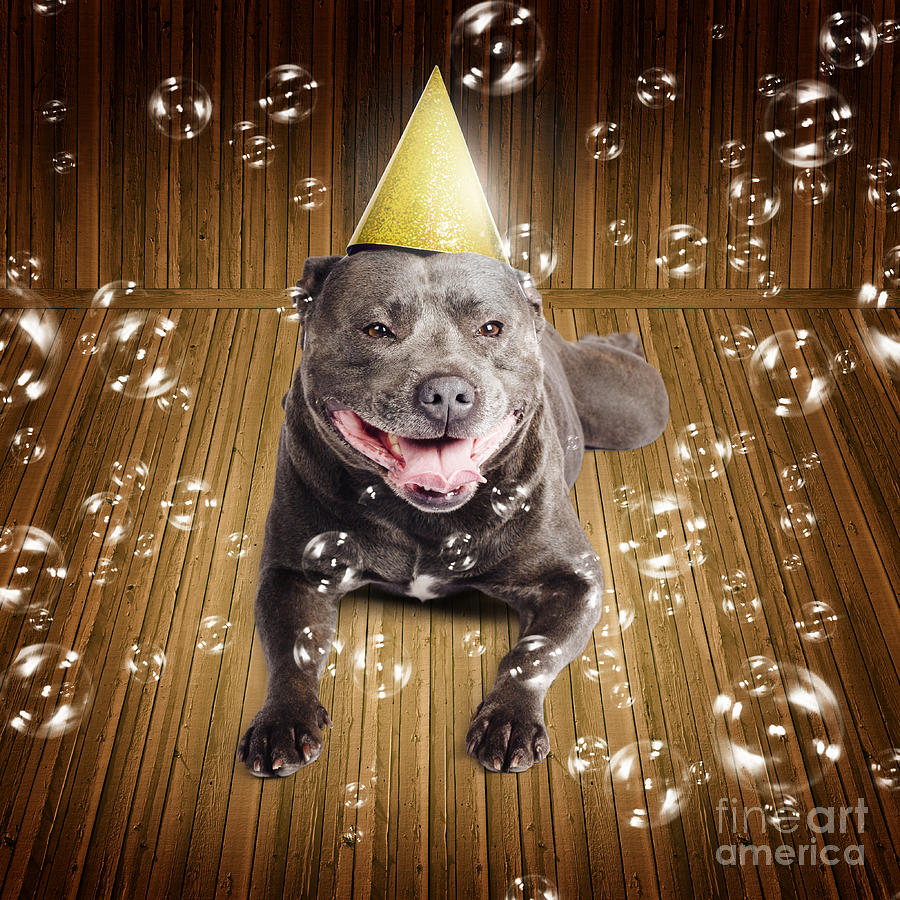 Partytime for a staffie birthday dog Photograph by Jorgo Photography