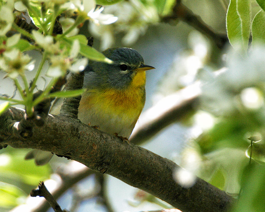 Parula in a Pear Tree Photograph by William Selander
