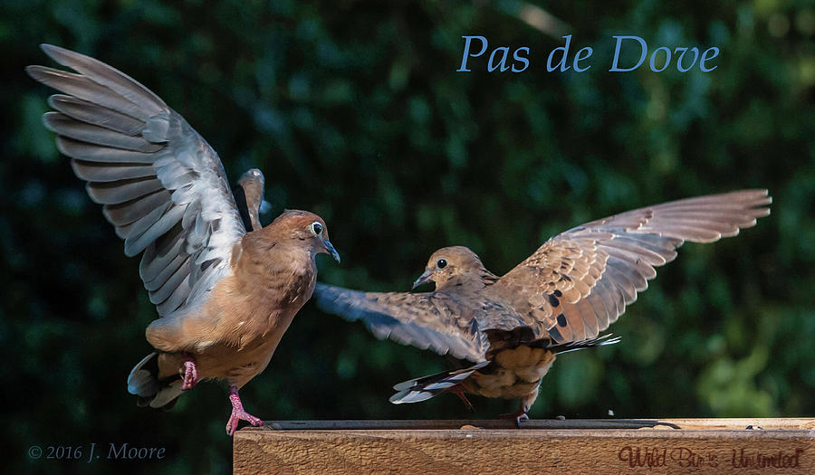 Pas de Dove Photograph by Jim Moore