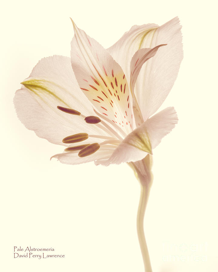 Pasae Alstroemeria By Flower Photographer David Perry Lawrence Photograph