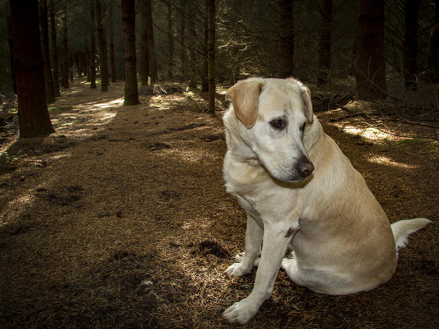 Pasha in the Woods Photograph by Jean Noren