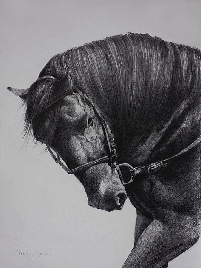 Paso Fino Drawing by Harvie Brown