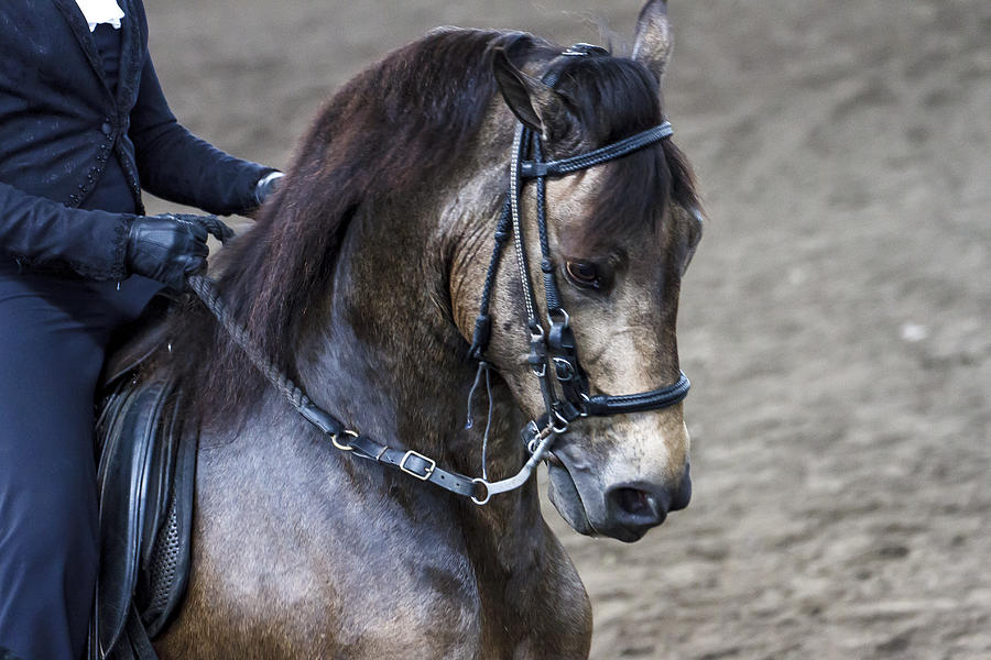 Paso Fino Show Horse Photograph by Ben Graham