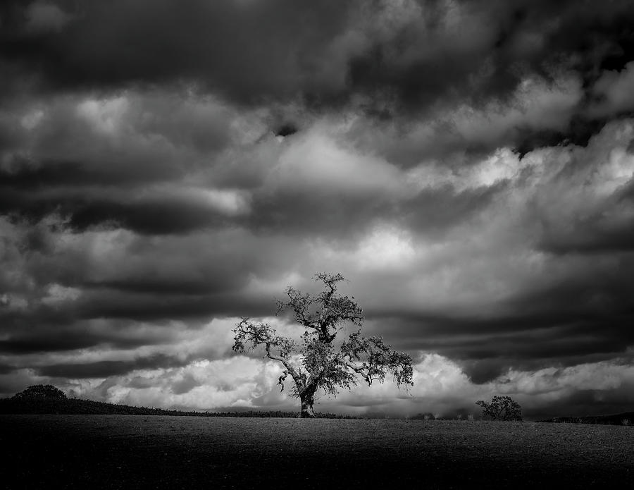 Tree Photograph - Paso Robles Oak by Joseph Smith
