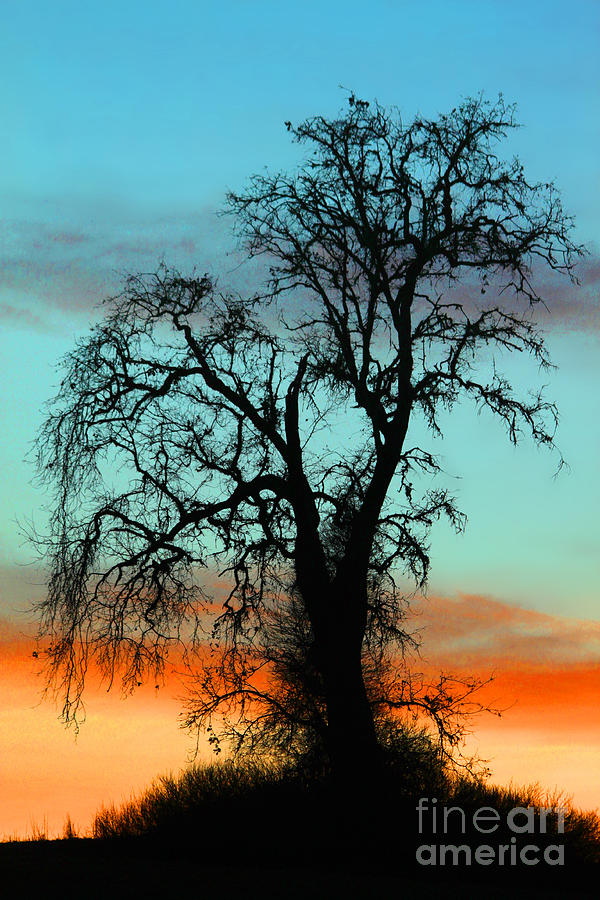 Paso Robles Sunset Tree Silhouette Photograph by Wernher Krutein