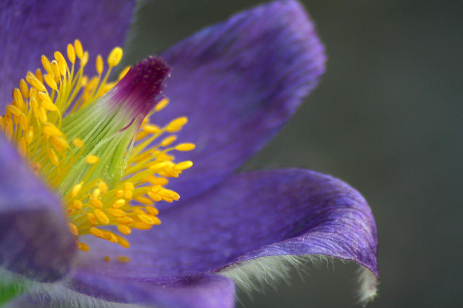 Pasque Flower 2 Photograph by Brook Burling