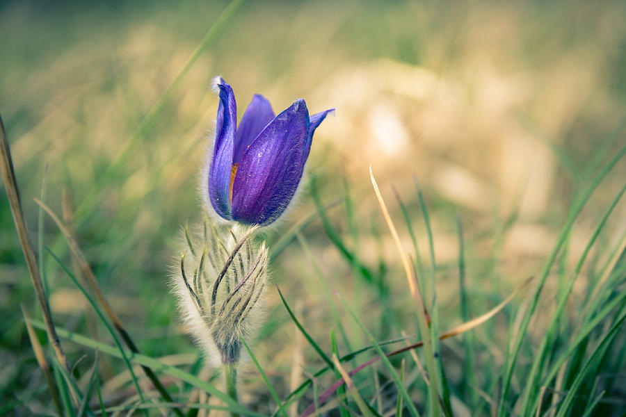 Pasque Flower Photograph by Andreas Levi