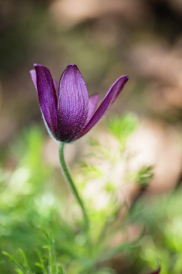 Flower Photograph - Pasque flower by David Taylor