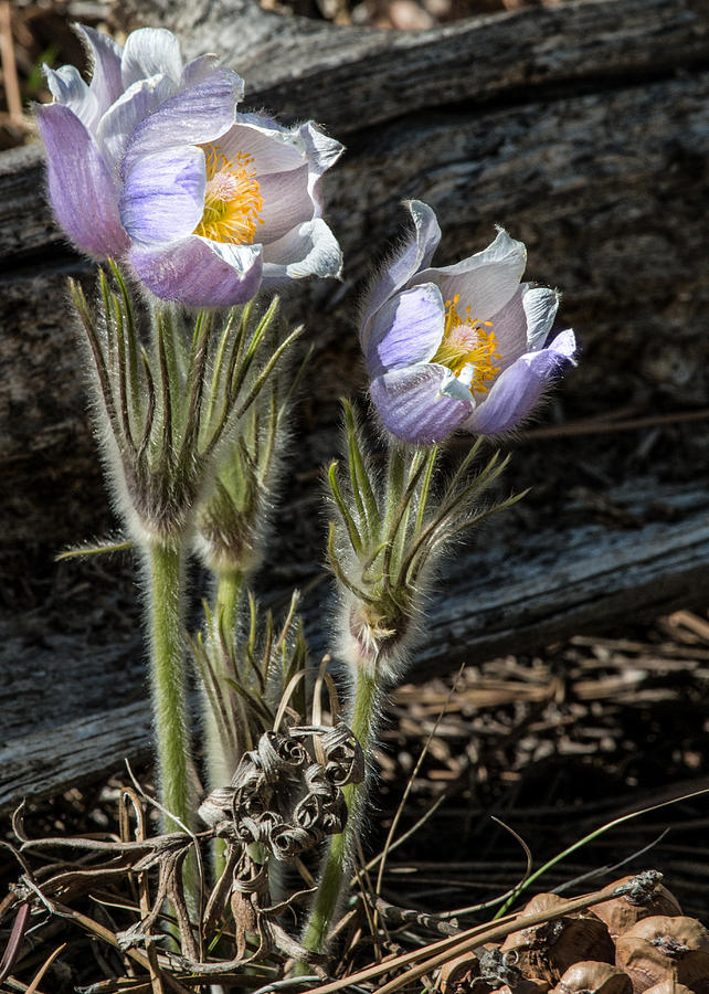 Pasque Flower Photograph by Dawn Key