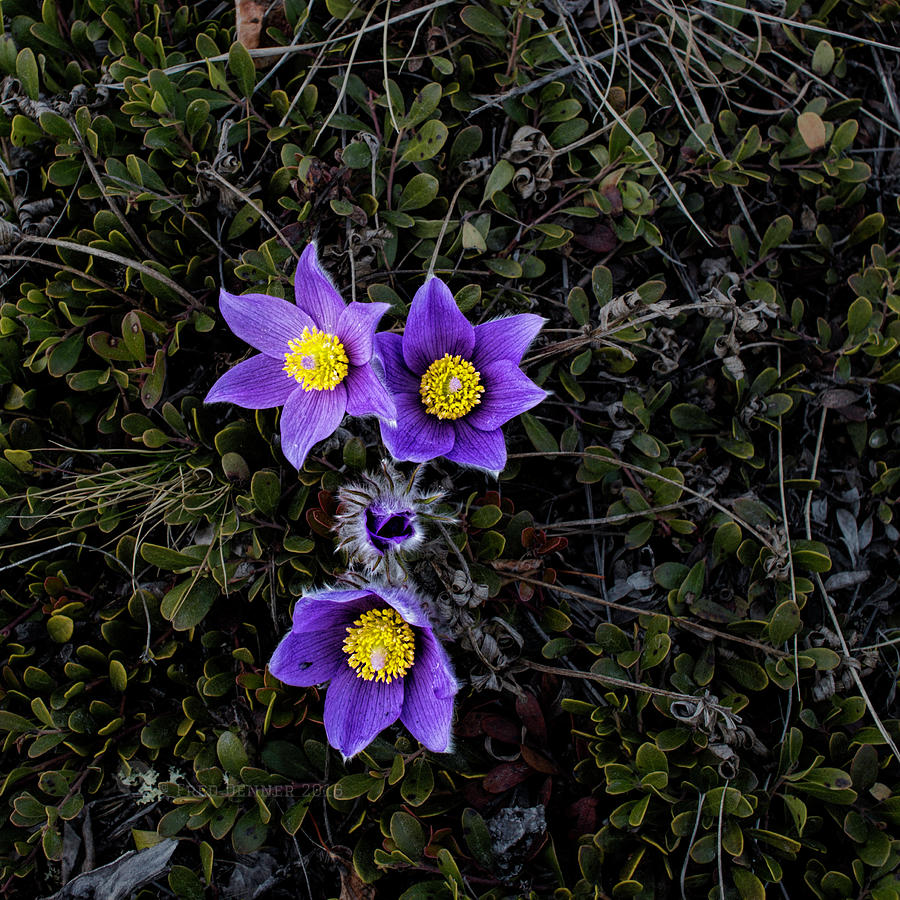Pasque Flower Photograph by Fred Denner