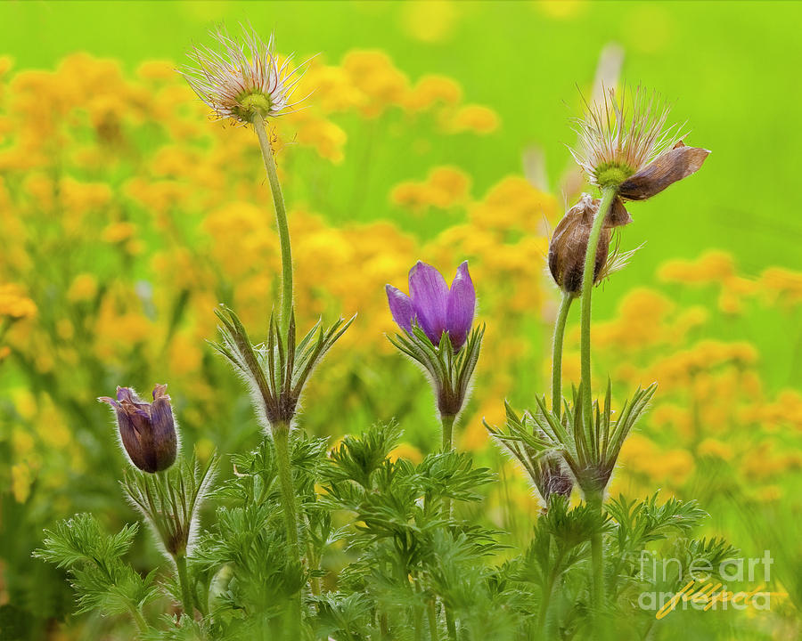Spring Photograph - Pasque Flower by Bon and Jim Fillpot
