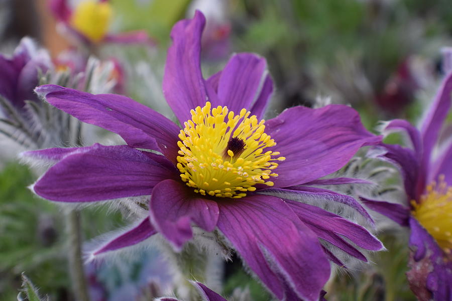 Pasque Flower Photograph by Jimmy Chuck Smith - Fine Art America