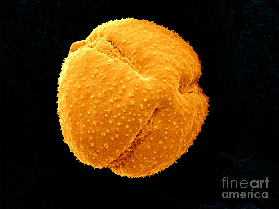 Pasque Flower Pollen, Sem Photograph by Scimat