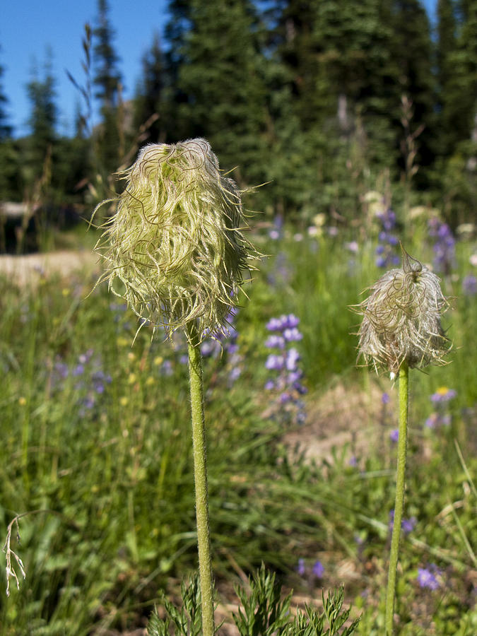 Pasque flower Seed Head in Rainier National Park Washington Photograph by Brendan Reals
