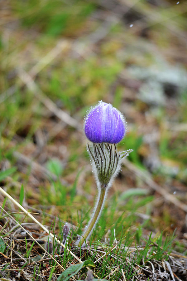 Pasque Flower- Single Photograph by Whispering Peaks Photography