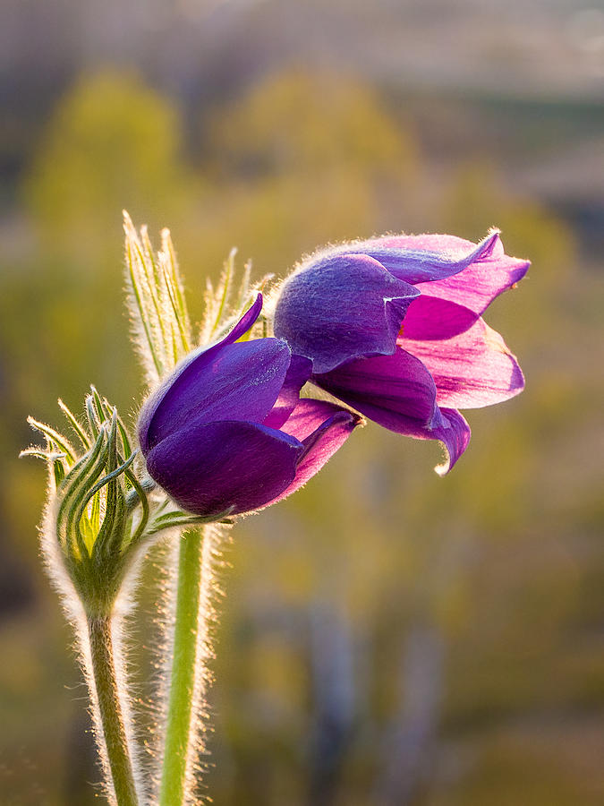 Pasque Flower. Spring in Altai Photograph by Victor Kovchin