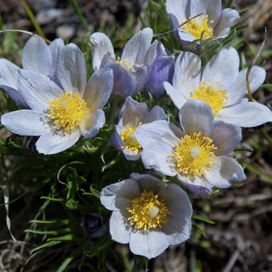 Pasque Flower Symphony Photograph by Cascade Colors