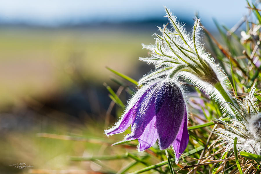 Pasque Flower Photograph by Torbjorn Swenelius