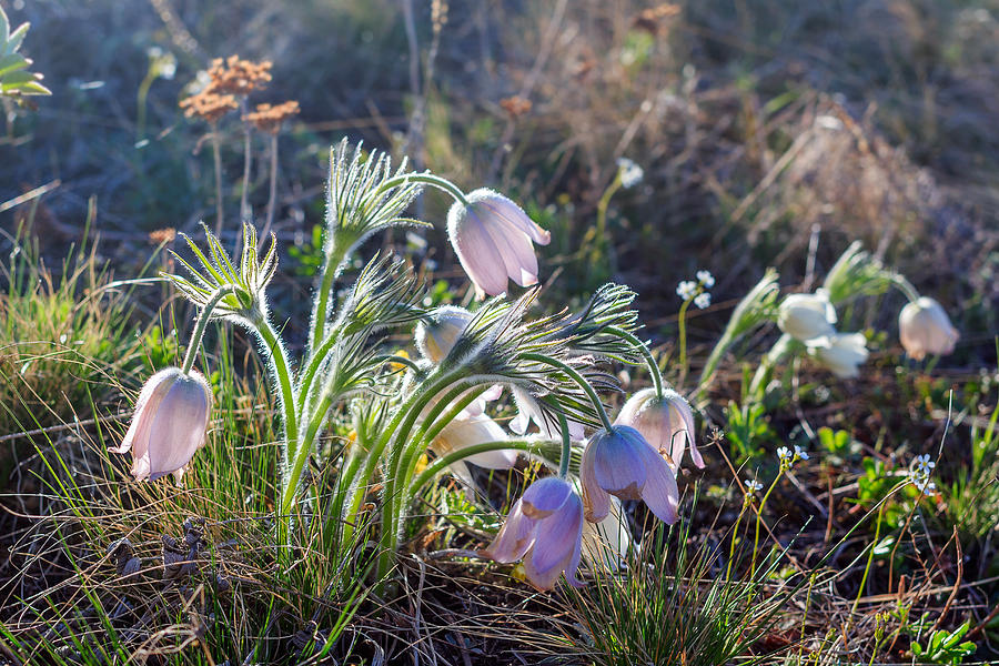 Pasque Flowers at Sunrise. Spring in Altai Photograph by Victor Kovchin