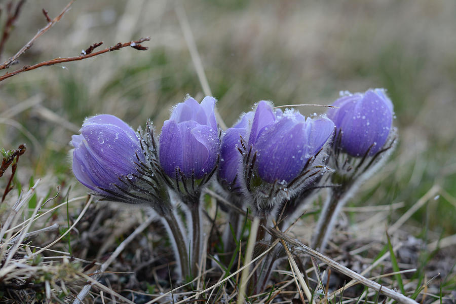 Pasque Flowers Four Photograph by Whispering Peaks Photography