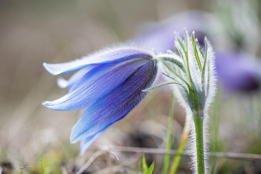 Pasque Flowers silver grey hair Photograph by Torbjorn Swenelius