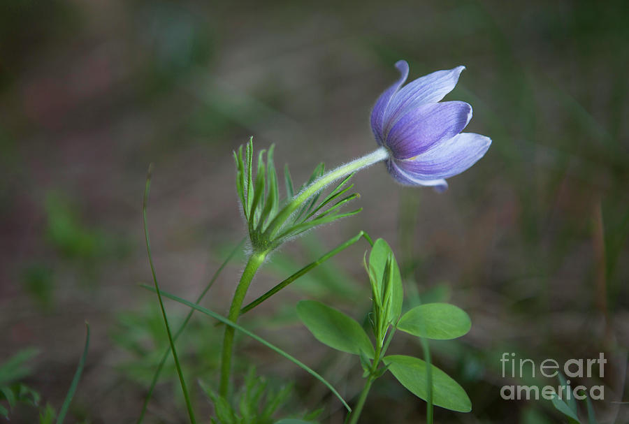 Pasqueflower Photograph by Barbara Schultheis