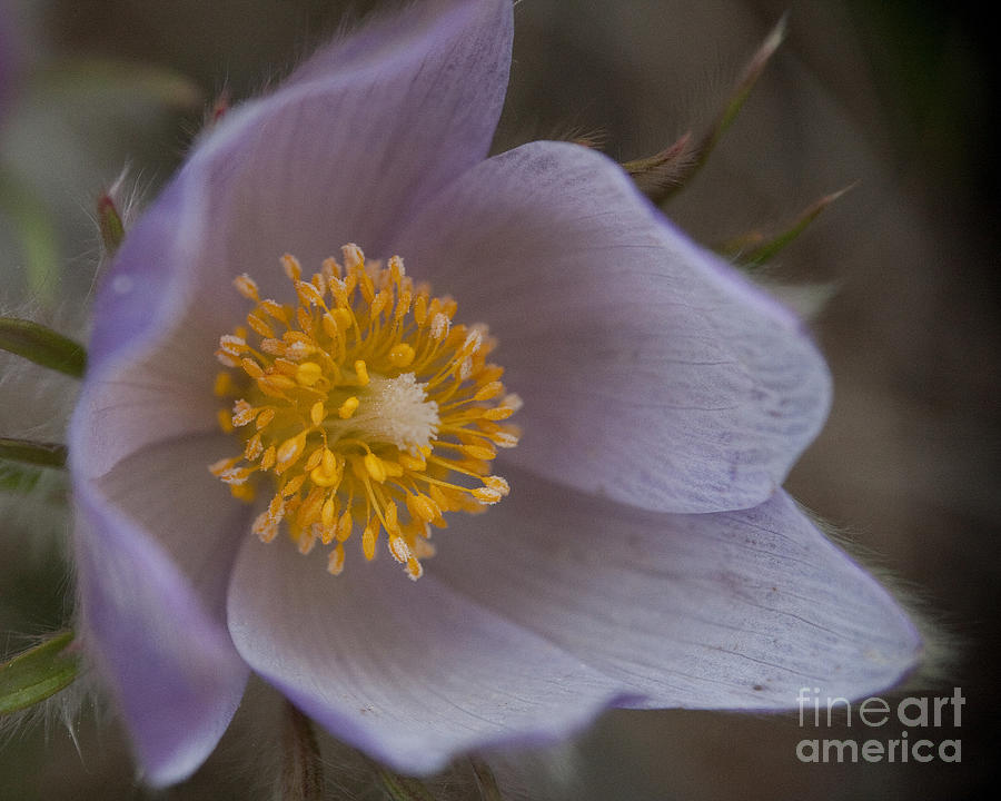 Yellowstone National Park Photograph - Pasqueflower Blossom by Katie LaSalle-Lowery